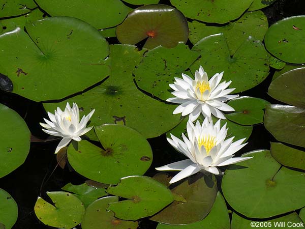 American White Waterlily (Nymphaea odorata)