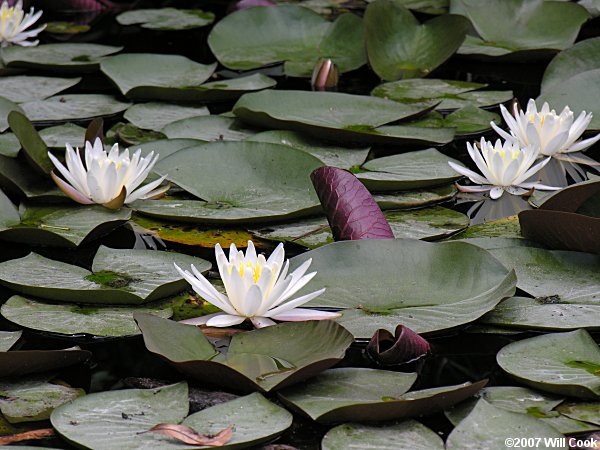 American White Waterlily (Nymphaea odorata)