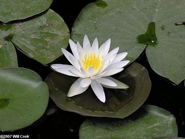 American White Waterlily (Nymphaea odorata)