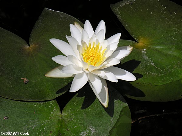 American White Waterlily (Nymphaea odorata)