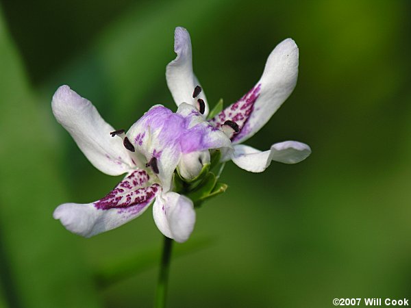 Justicia americana (American Water-willow)