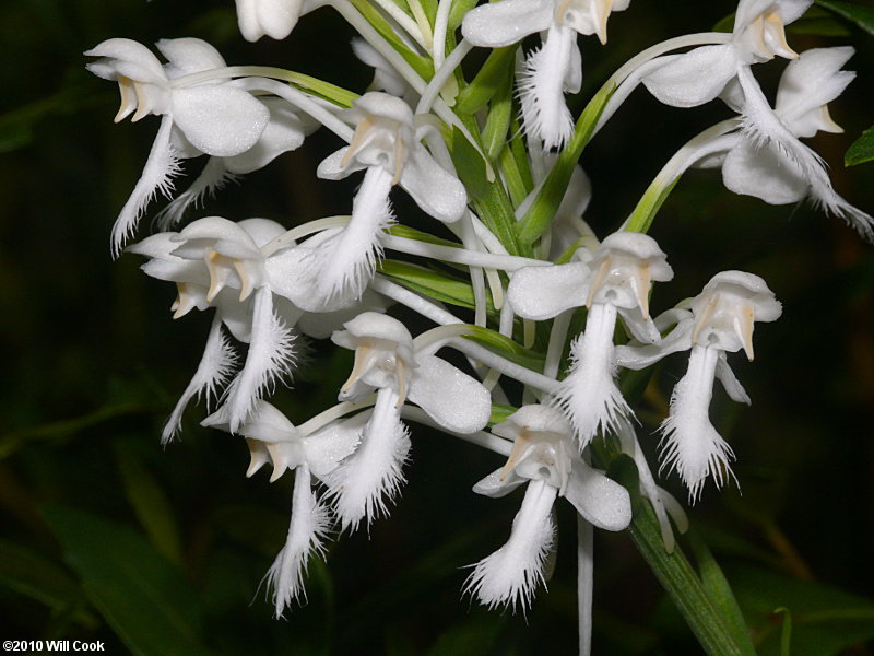 White Fringed Orchid (Platanthera blephariglottis)