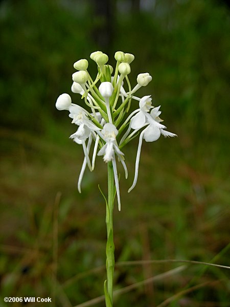 White Fringed Orchid (Platanthera blephariglottis)