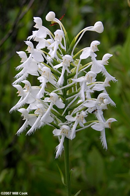 White Fringed Orchid (Platanthera blephariglottis)