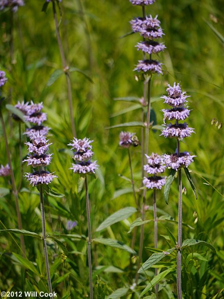 Woodmint, Downy Pagoda-plant (Blephilia ciliata)