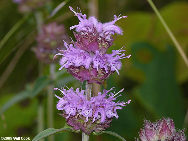 Woodmint, Downy Pagoda-plant (Blephilia ciliata)