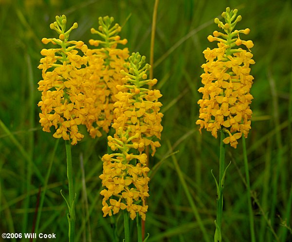 Platanthera integra (Yellow Fringeless Orchid)