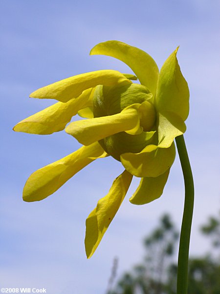 Yellow Pitcherplant - Sarracenia flava