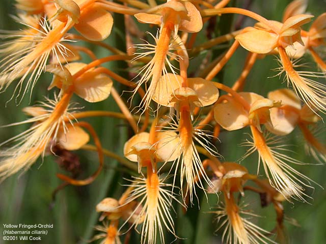 Platanthera ciliaris (Yellow Fringed Orchid)