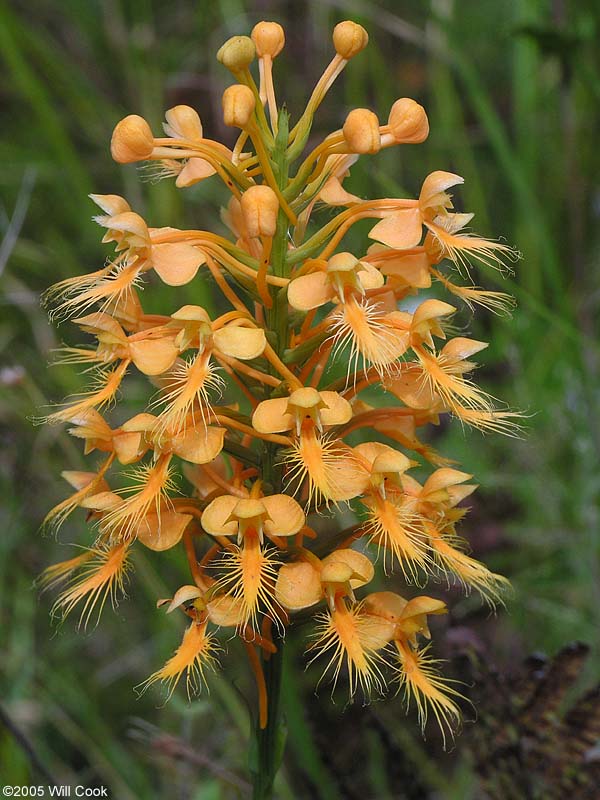 Platanthera ciliaris (Yellow Fringed Orchid)