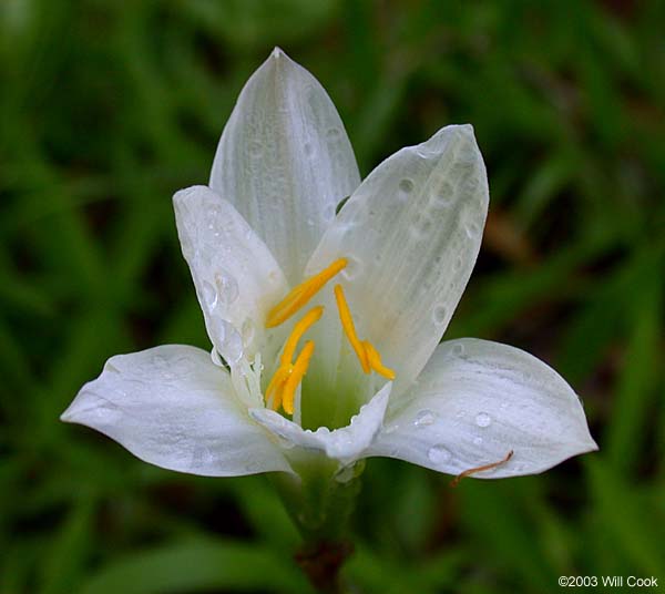 Atamasco Lily (Zephyranthes atamasca)