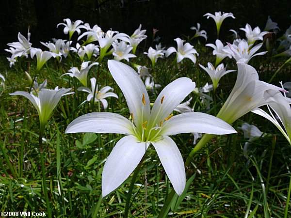 Atamasco Lily (Zephyranthes atamasca)