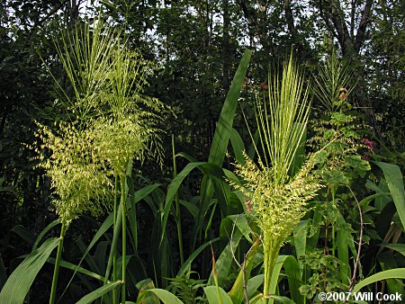 Northern Wild-rice (Zizania aquatica)