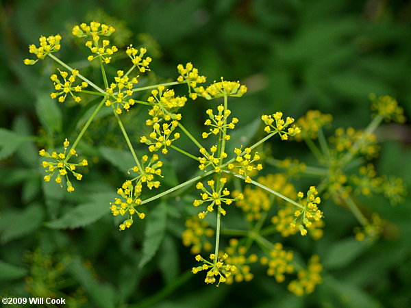 Common Golden-Alexanders (Zizia aurea)