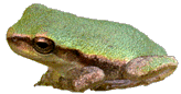 Pine Woods Tree Frog