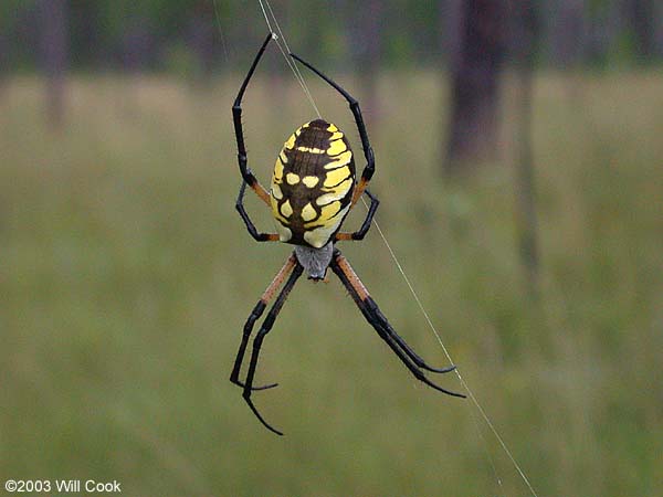 Black-and-Yellow Argiope (Argiope aurantia)