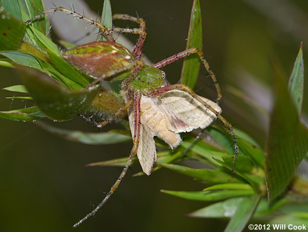 Green Lynx Spider (Peucetia viridans) with flower moth
