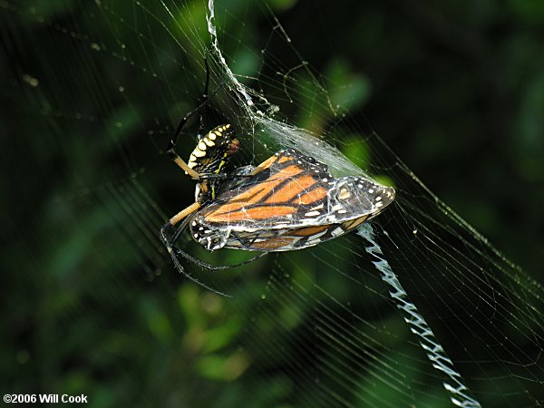 Black-and-Yellow Argiope (Argiope aurantia)