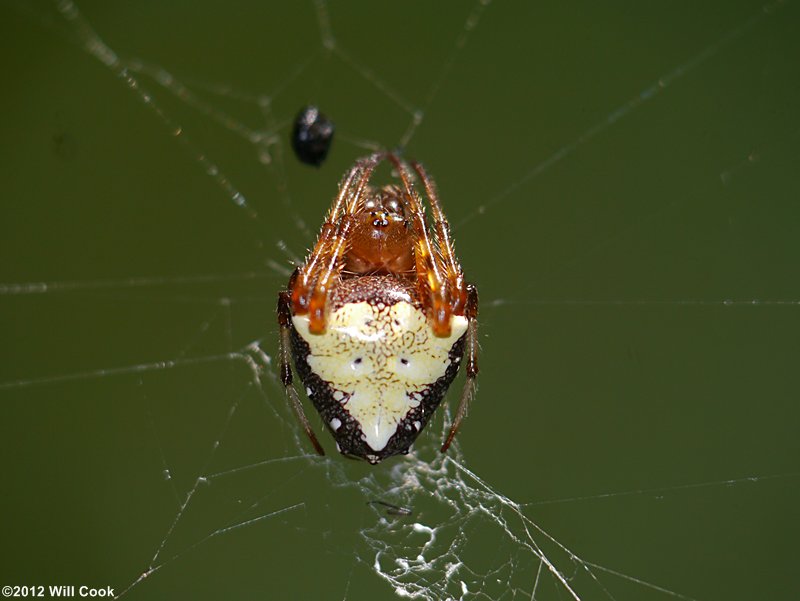 Arrowhead Spider/Triangle Orb Weaver (Verrucosa arenata)