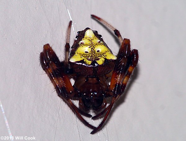 Arrowhead Spider/Triangle Orb Weaver (Verrucosa arenata)