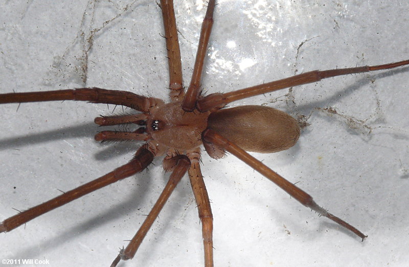 Kukulcania hibernalis - Southern House Spider