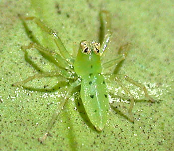 Lyssomanes viridis (Green Jumping Spider)