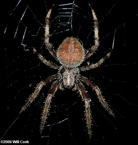 spider2667.jpg