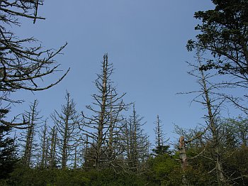 Fraser Fir (Abies fraseri)