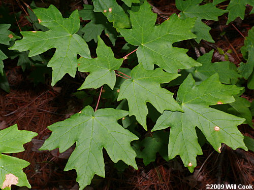 Southern Sugar Maple (Acer barbatum, Acer floridanum)
