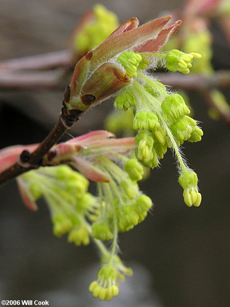 Southern Sugar Maple (Acer barbatum, Acer floridanum)