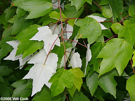 Drummond's Red Maple (Acer rubrum var. drummondii)