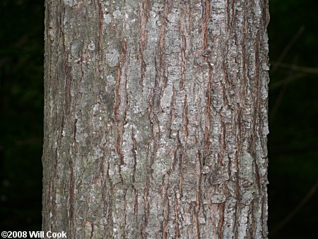 Drummond's Red Maple (Acer rubrum var. drummondii)