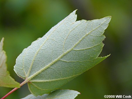 Drummond's Red Maple (Acer rubrum var. drummondii)