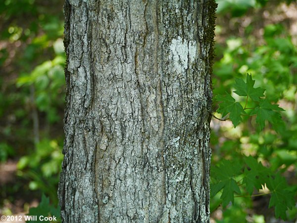 Southern Sugar Maple (Acer barbatum, Acer floridanum) bark
