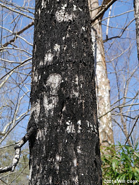 Southern Sugar Maple (Acer barbatum, Acer floridanum) bark