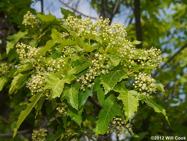 Amur Maple (Acer ginnala) leaf