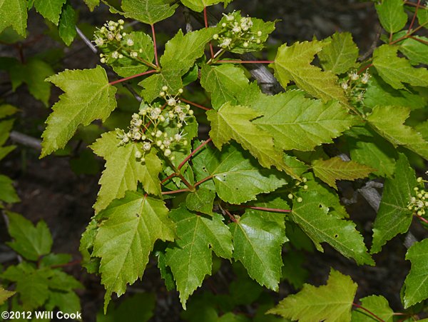 Amur Maple (Acer ginnala) leaf