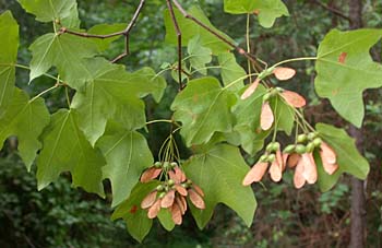 Chalk Maple (Acer leucoderme)