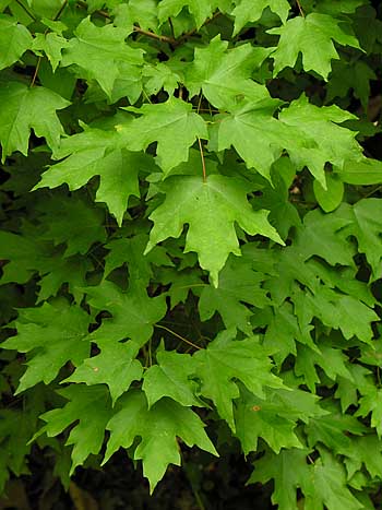 Chalk Maple (Acer leucoderme)