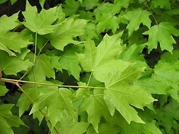 Chalk Maple (Acer leucoderme)