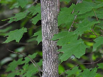 Chalk Maple (Acer leucoderme)