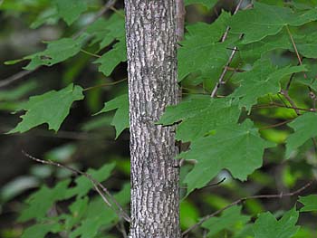 Chalk Maple (Acer leucoderme)