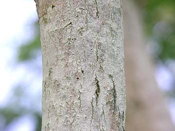 Chalk Maple (Acer leucoderme)