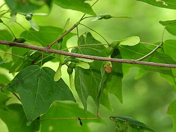 Chalk Maple (Acer leucoderme)