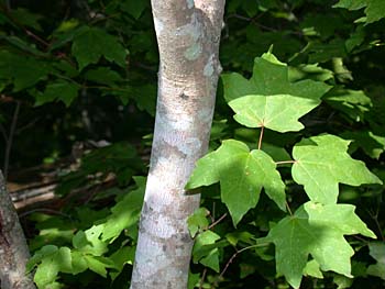 Chalk Maple (Acer leucoderme)