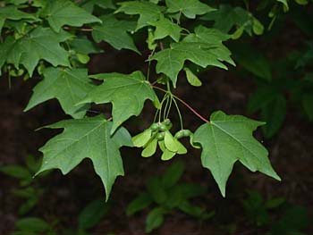 Chalk Maple (Acer leucoderme)