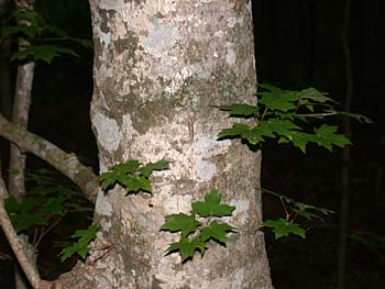 Chalk Maple (Acer leucoderme)