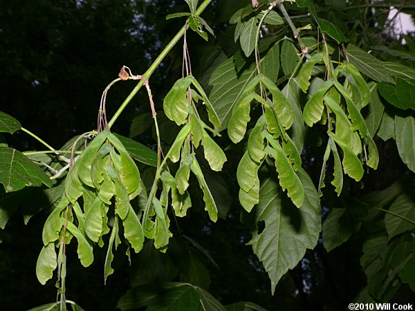 Boxelder (Acer negundo) samaras