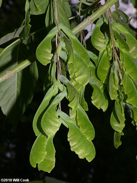 Boxelder (Acer negundo) samaras