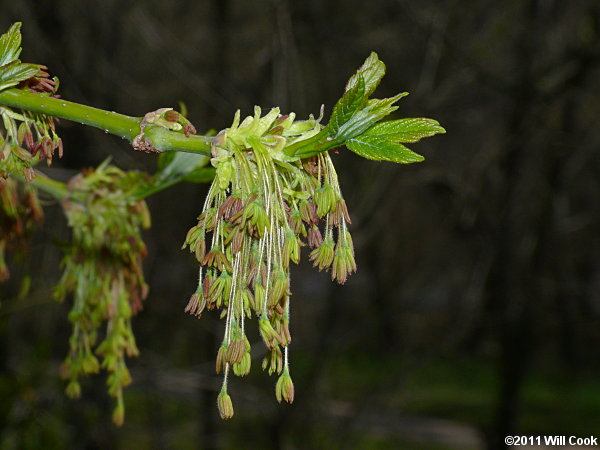 Boxelder (Acer negundo) samaras